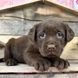 Фото №3. Девочка, 6 недель. Готово к 13 февраля..  Великобритания