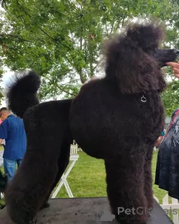 Фото №2 к объявлению №163916 о продаже пуделя (карликового) - купить в Сербии заводчик