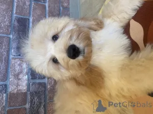 Дополнительные фото: Щенок кокапу