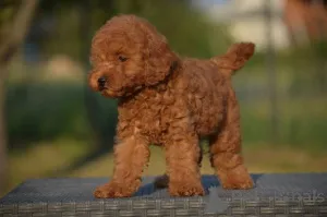 Дополнительные фото: Карликовая пудель