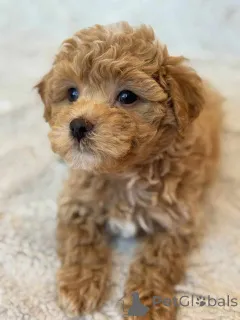 Фото №2 к объявлению №149827 о продаже мальтипу - купить в Германии частное объявление, заводчик