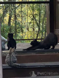 Дополнительные фото: Ищут дом 2 чудесных котенка.