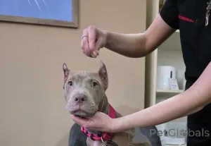 Фото №2 к объявлению №164563 о продаже американского питбультерьера - купить в Азербайджане из питомника