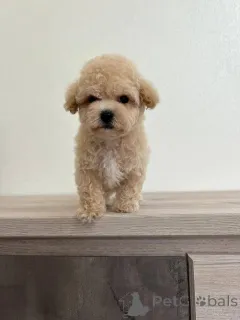 Фото №4. Продажа беспородную в Борисове заводчик - цена договорная