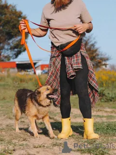 Фото №1. беспородная - купить в Воронеже за Бесплатно. Объявление №160731