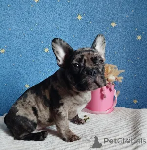 Дополнительные фото: Мальчик французский бульдог