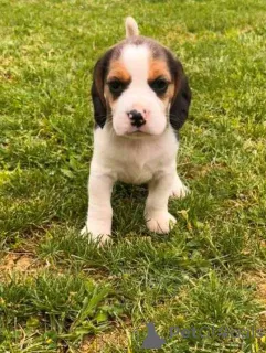 Дополнительные фото: Beagle Puppy