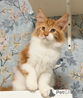 Дополнительные фото: *TICA REG* КОТЯТА ИМБИРНОГО МЕЙН-КУНА