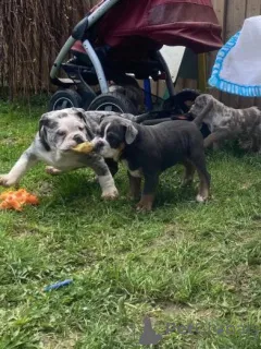 Фото №2 к объявлению №160010 о продаже английского бульдога - купить в Латвии частное объявление