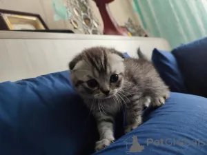 Фото №2 к объявлению №145860 о продаже шотландская (скоттиш страйт) - купить в Беларуси частное объявление