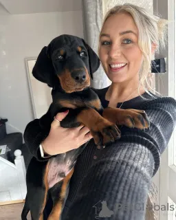 Фото №4. Продажа  в Берлине  - цена 60299₽