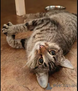 Фото №4. Продам  в Химках частное объявление - цена Бесплатно