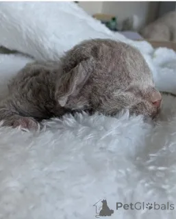 Дополнительные фото: Красивые котята девон рекса голубого и лилового цвета