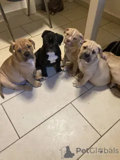 Фото №1. американский бульдог - купить в Поре за 27830₽. Объявление №167374