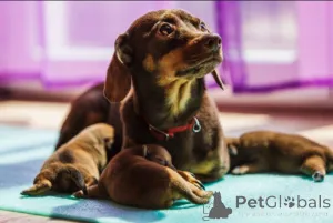 Фото №3. Champion Bloodline Doberman Puppies Ready For Their Forever Homes..  Великобритания