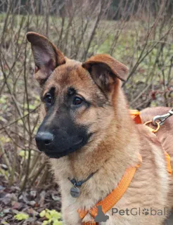 Дополнительные фото: Микки ищет дом!