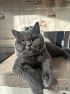 Фото №1. британская длинношёрстная - купить в Лейпциг за договорная. Объявление №165879