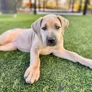 Фото №3. Deutsche Doggenwelpen zu verkaufen.  Австрия