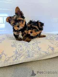 Фото №1. йоркширский терьер - купить в 's-Hertogenbosch за 35251₽. Объявление №166927