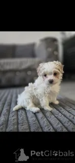 Фото №1. мальтипу - купить в Флориде за Бесплатно. Объявление №161246