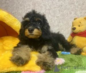 Дополнительные фото: Щенок