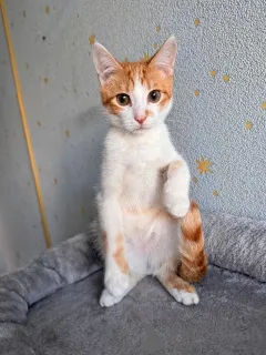 Дополнительные фото: Тоша, маленький персиковый котенок, который ждёт своего человека