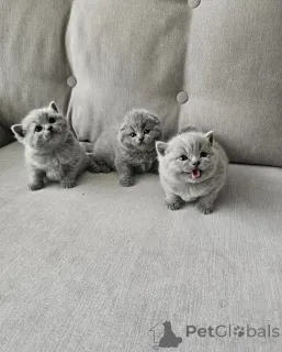 Дополнительные фото: Симпатичные очаровательные британские короткошерстные котята доступны для