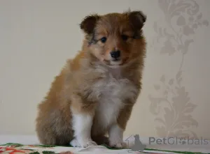 Дополнительные фото: Nataļja Golovane