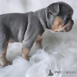 Фото №1. французский бульдог - купить в Париже за 231918₽. Объявление №163033