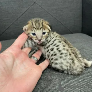 Дополнительные фото: Бенгальские котята доступны для усыновления