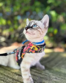 Фото №2 к объявлению №152544 о продаже бенгальская - купить в Германии частное объявление