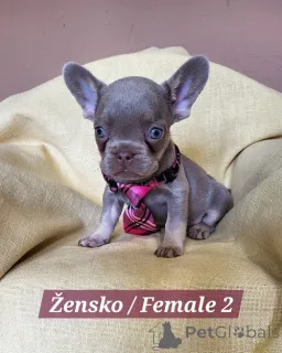 Дополнительные фото: Щенки французского бульдога экзотических окрасов.