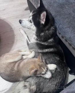 Дополнительные фото: Щенки хаски