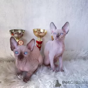 Дополнительные фото: SE Venden Gatos sphynx sanos