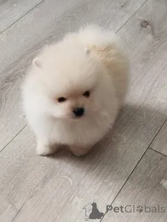 Дополнительные фото: Красивые щенки Pomeranian Spitz