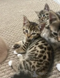 Фото №1. манчкин - купить в Мюнхене за договорная. Объявление №161183