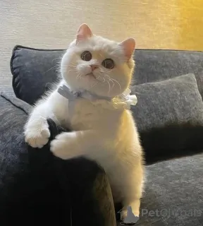 Фото №3. Белла собирается переехать домой. Канада