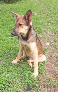 Дополнительные фото: Щенок Леся в добрые руки.