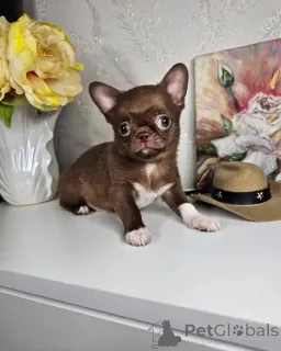 Фото №2 к объявлению №167360 о продаже чихуахуа - купить в Польше 