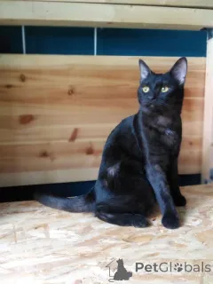 Дополнительные фото: Сабрина ищет дом.