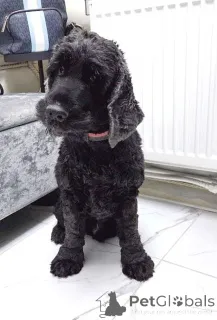 Фото №4. Продажа английского кокер-спаниеля в Москве реке частное объявление - цена Бесплатно