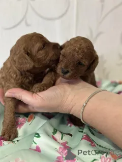 Дополнительные фото: Пудель, красные щенки