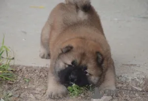 Фото №2 к объявлению №159873 о продаже чау-чау - купить в Литве частное объявление