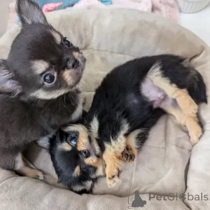 Дополнительные фото: Чихуахуа доступен для усыновления, свяжитесь с WhatsApp Business 447450021323