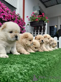 Фото №2 к объявлению №155713 о продаже чау-чау - купить в Сербии 