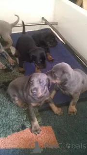 Дополнительные фото: Щенки добермана