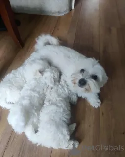 Фото №1. мальтийская болонка - купить в Финхолмен за 41745₽. Объявление №155260