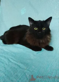 Фото №3. Ищет дом замечательный котик Бруно!. Россия