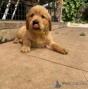 Фото №3. Hermosos cachoros Labrador Retriever listos для нового хозяина..  Испания