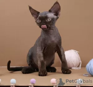 Дополнительные фото: Devon rex шоколад